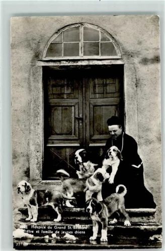 Hospiz Großer Sankt Bernhard Pass - Mönch mit jungen Bernhardiner Hunden