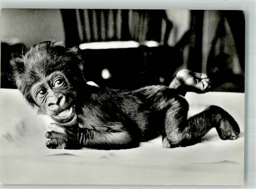 Basel Bâle Goma das Gorillakind Zoo