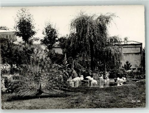 Zürich Eingang Pfau Flamingos Zoo