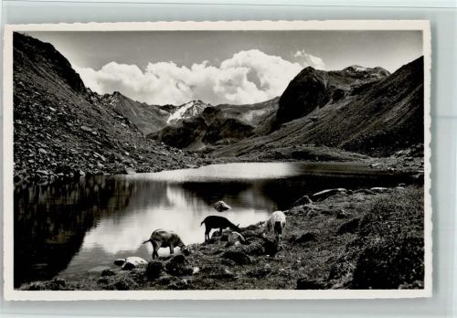 7260 Davos Dorf Flüelapass - Schwarzsee auf dem Flüela-Pass Ziegen