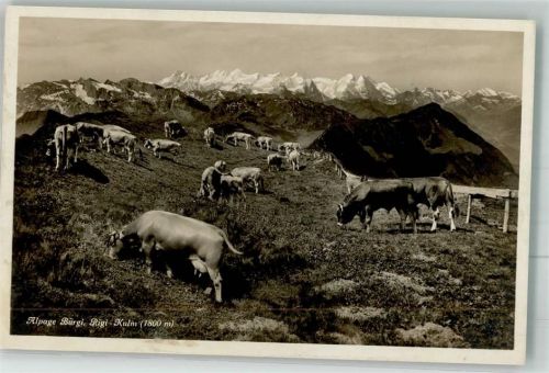 6410 Rigi Kulm Foto AK Kühe Alpage Bürgi