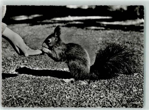 7050 Arosa - Eichhörnchen