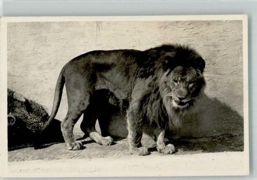 löwe Zoo
