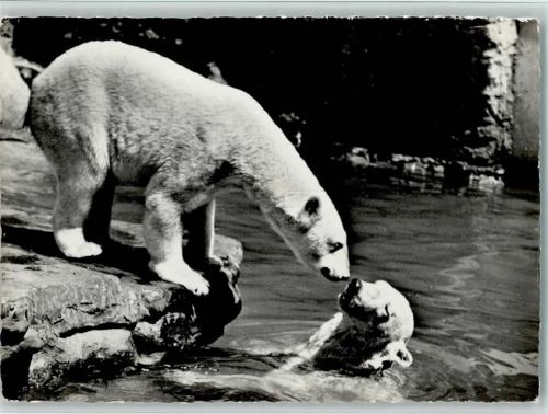 Basel Bâle Nr. 657 Eisbären AK Zoo Foto AK