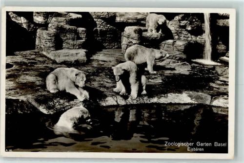 Basel Bâle Eisbären AK Zoo 1937 Foto AK