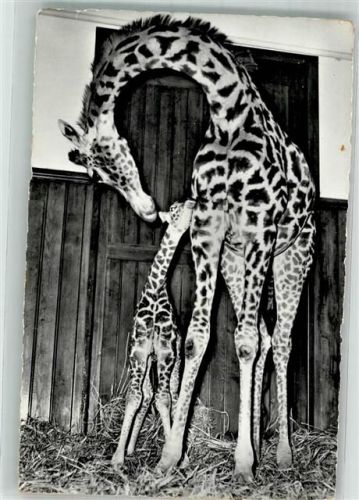Basel Bâle Giraffe mit Fohlen Zoo Foto AK