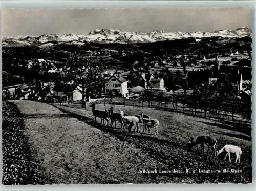 Langnau am Albis Wildpark Langenberg gegen Langnau und die Alpen Rehe Gaberell