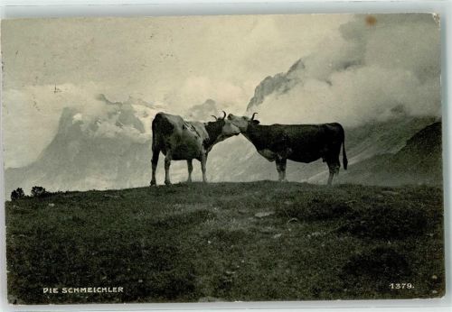 6474 Amsteg 1908 - 2 Kühe die Schmeichler Ort lt. Stempel