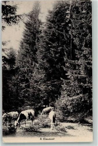 2067 Chaumont 1913 - Kühe am weiden