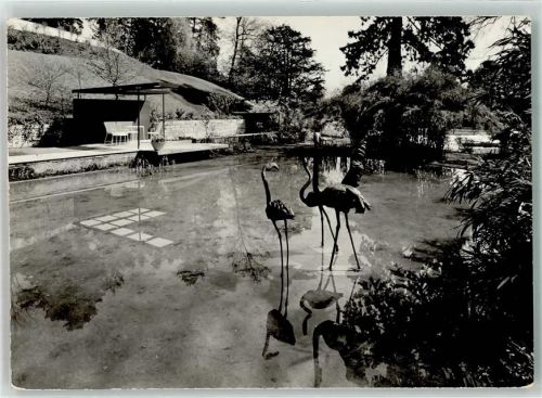 8000 Zürich - I. Schw. Gartenbauausstellung 1959 Flamingoteich