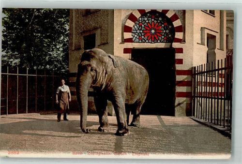 Basel Bâle Elefantenhaus Tierpfleger Elefant AK Zoo