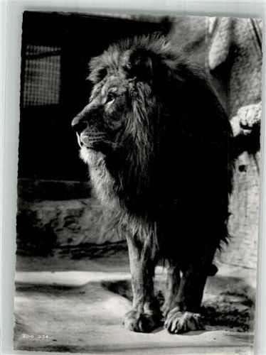 Zürich Löwe Zoo