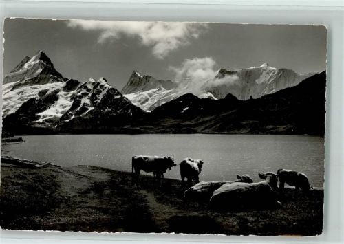 3818 Grindelwald - Bachsee am Faulhorn weidende Kühe