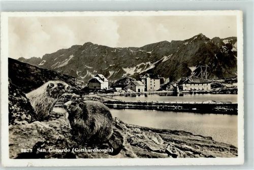 St Gotthard - Hospiz Murmeltiere