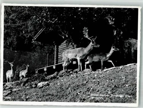 8374 Dussnang 1957 Foto AK Hirschpark Wildtiere