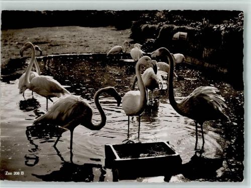 Zürich Zoologischer Garten Flamingo Zoo
