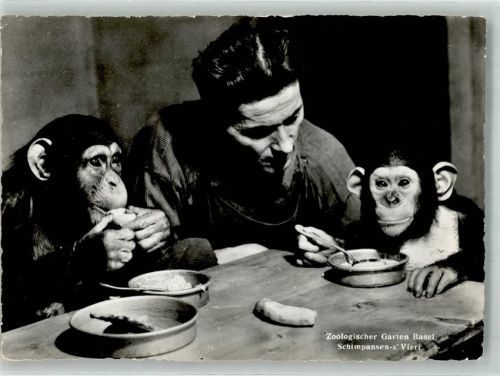 Basel Bâle Schimpansen-z` Vieri Zoo