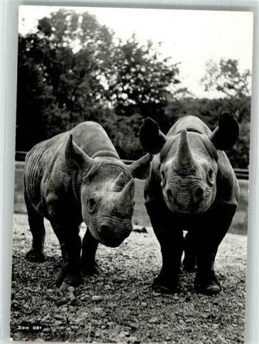 Zürich Rhinozerosse Zoo