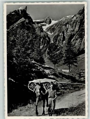 Alpstein - Im Alpstein Der Seealpsäumer Im Hintergrund der Säntis Pferd