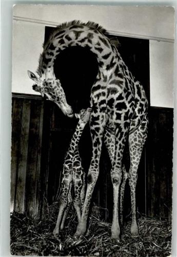 Basel Bâle Giraffe mit Fohlen Verlag Wehrli Nr.778 Zoo Foto AK