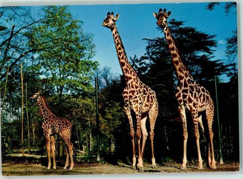 Basel Bâle Zoologsicher Garten Giraffen Zoo