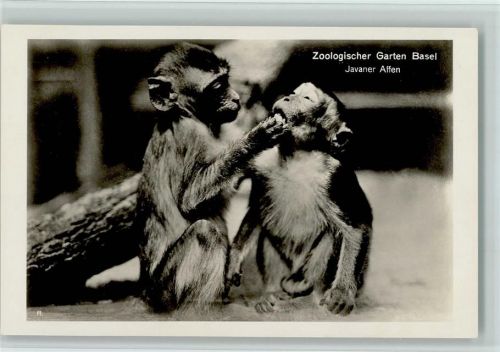 Basel Bâle Zoologischer Garten Javaner Affen Zoo