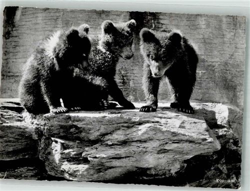 Zürich Junge Braunbären Zoo