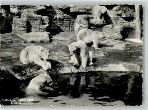 Basel Bâle Eisbären Zoo