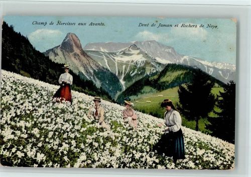 1833 Les Avants - Champ de Narcisses aux Avants Dent de Jaman et Rochers de Naye Damen die Narzissen pflücken