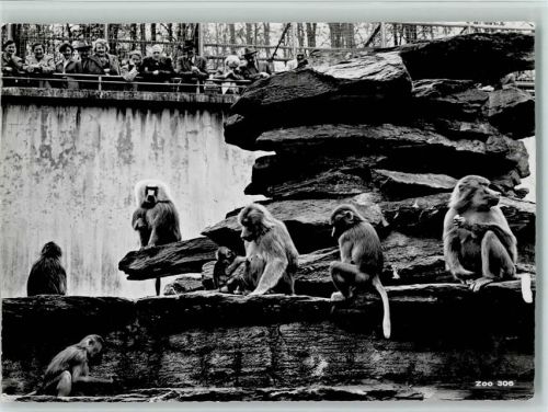 Zürich Zoologeischer Garten Mantelpaviane Zoo