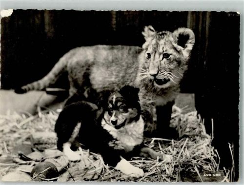 Tierfreundschaft Junger Löwe u. Hund Zoo Gebrauchsspuren