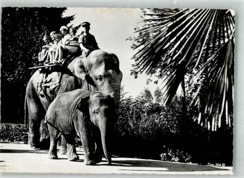 Zürich Elefantenreiten Zoo
