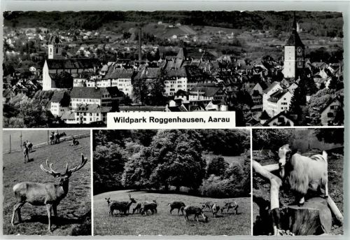 5000 Aarau Foto AK Wildpark Roggenhausen Steinbock Hirsch