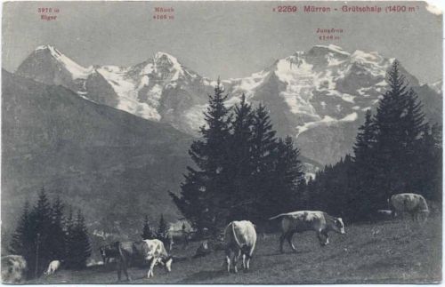 um 1910/20 - Mürren, Kanton Bern, Schweiz, Grütschalp, Kühe, Bergmassiv,Photoglob AKU1