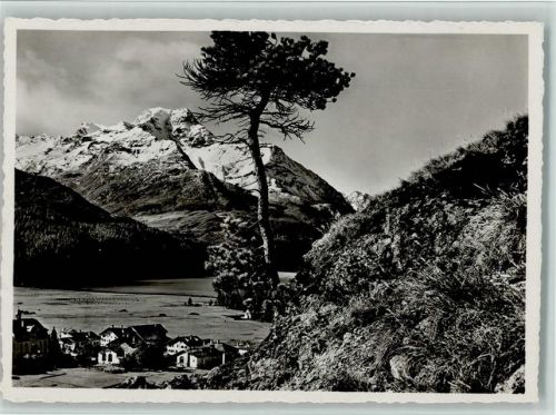 Piz da la Margna - Piz la Margna Silsersee Baum