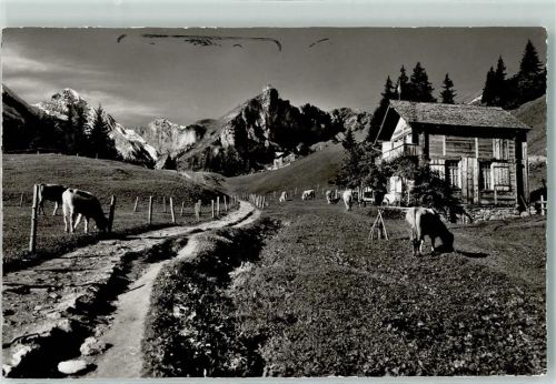 3825 Mürren - Im Wintertal Gspaltenhorn Büttlassen Brünli Weidende Kühe