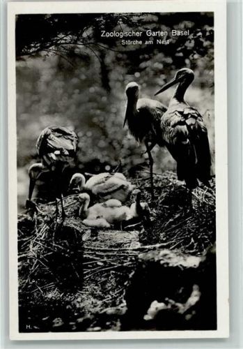 Basel Bâle Zoologischer Garten Störche Am Nest Zoo