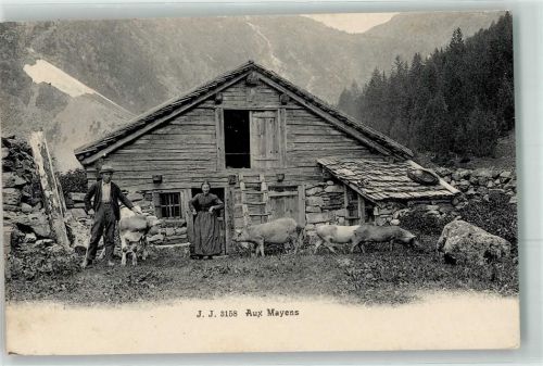 1992 Les Mayens-de-Sion 1905 - Schweine Kühe
