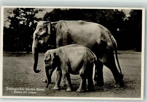 Elefant mit Jungem Photoglob-Wehrli 7060 Zoo 1935 Foto AK