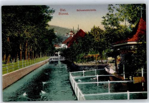 2500 Biel/Bienne - Schwanenkolonie