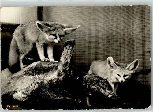 Zürich Zoologischer Garten Fennek Wüstenfuchs Zoo