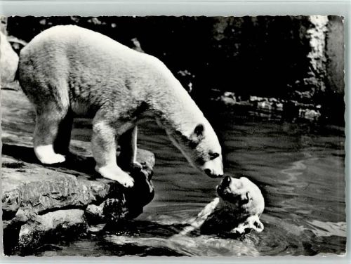 Basel Bâle Zoologischer Garten Eisbären Zoo