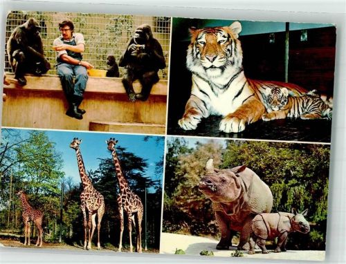 Basel Bâle Gorilla Giraffen Nashorn Tiger Zoo Foto AK