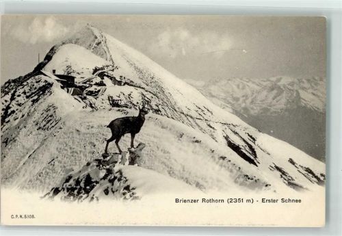 Brienzer Rothorn Kulm - Gemsbock im ersten Schnee