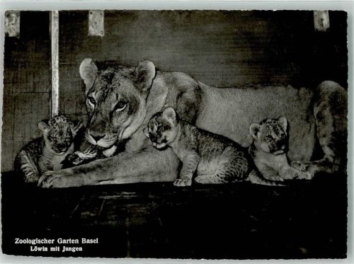 Basel Bâle Löwin mit Jungen Zoo