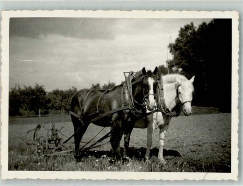 2013 Colombier NE Foto AK Pferde - Gespann Acker Ort handschriftlich