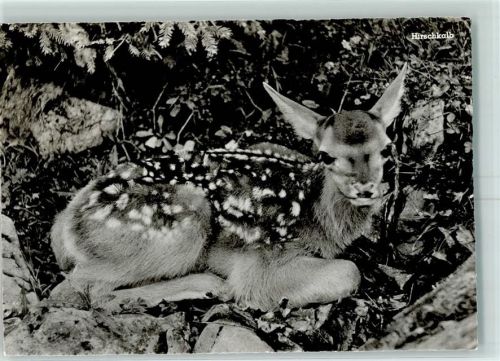 9495 Triesen - Hirschkalb im Valorsch