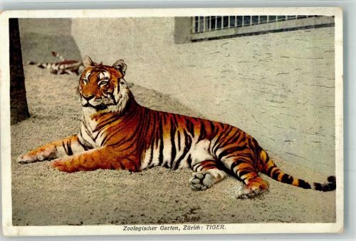 Tiger Zoo