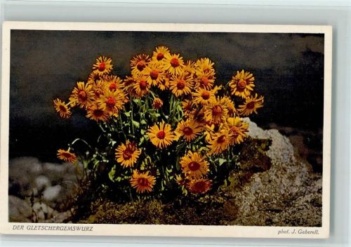 Nr. 5138 - Der Gletschergemswurz - Alpenflora AK Gaberell