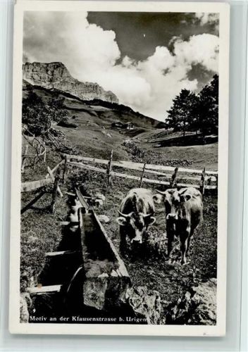 Urigen Unterschächen Motiv an der Klausenstrasse Kühe Gaberell